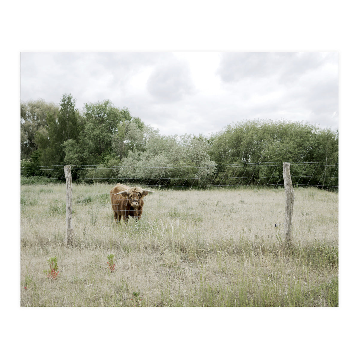 Cow in the farm (Print Only)