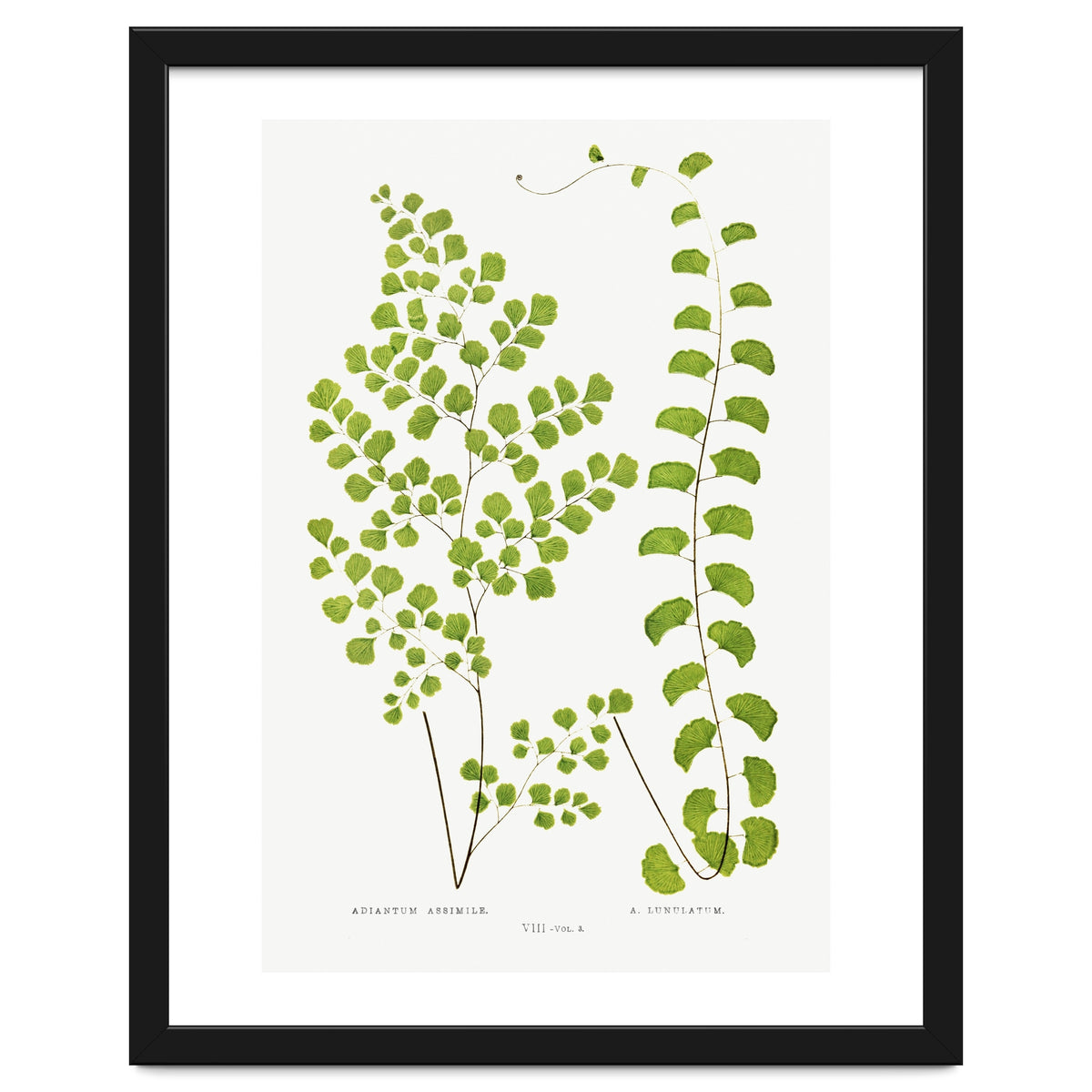 Edward Joseph Lowe – Adiantum Assimile and Adiantum Lunulatum (1856–1860)
