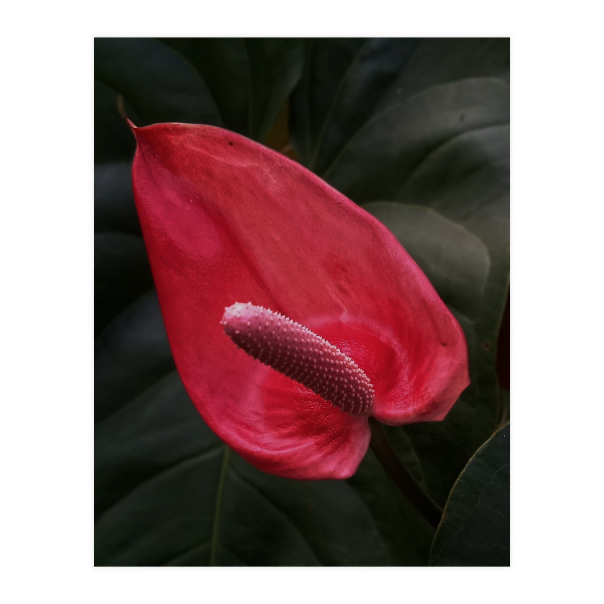 Red Anthurium Flower (Print Only)