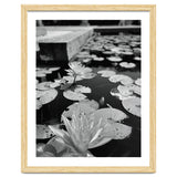 Lotus Pond | Black & White Portrait thumbnail