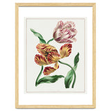 John Edwards – Various Tulips (1791) thumbnail