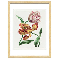 John Edwards – Various Tulips (1791)