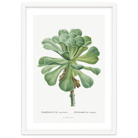 Pierre-Joseph Redouté – Sempervivum Canariense (1799)