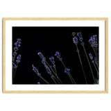 Honeybee and lavender thumbnail