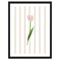 Single Tulip