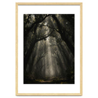 Enchanted Canopy: Mystical Forest Path
