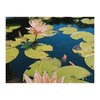 Lotus Pond | Landscape (Print Only)