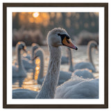 Close Up Of Swan With Water Droplets At Sunrise thumbnail