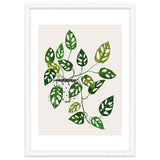 Monstera Obliqua Plant thumbnail