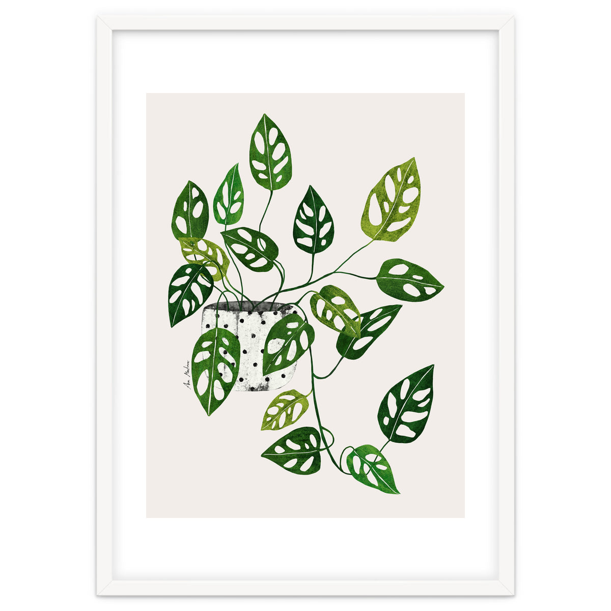 Monstera Obliqua Plant