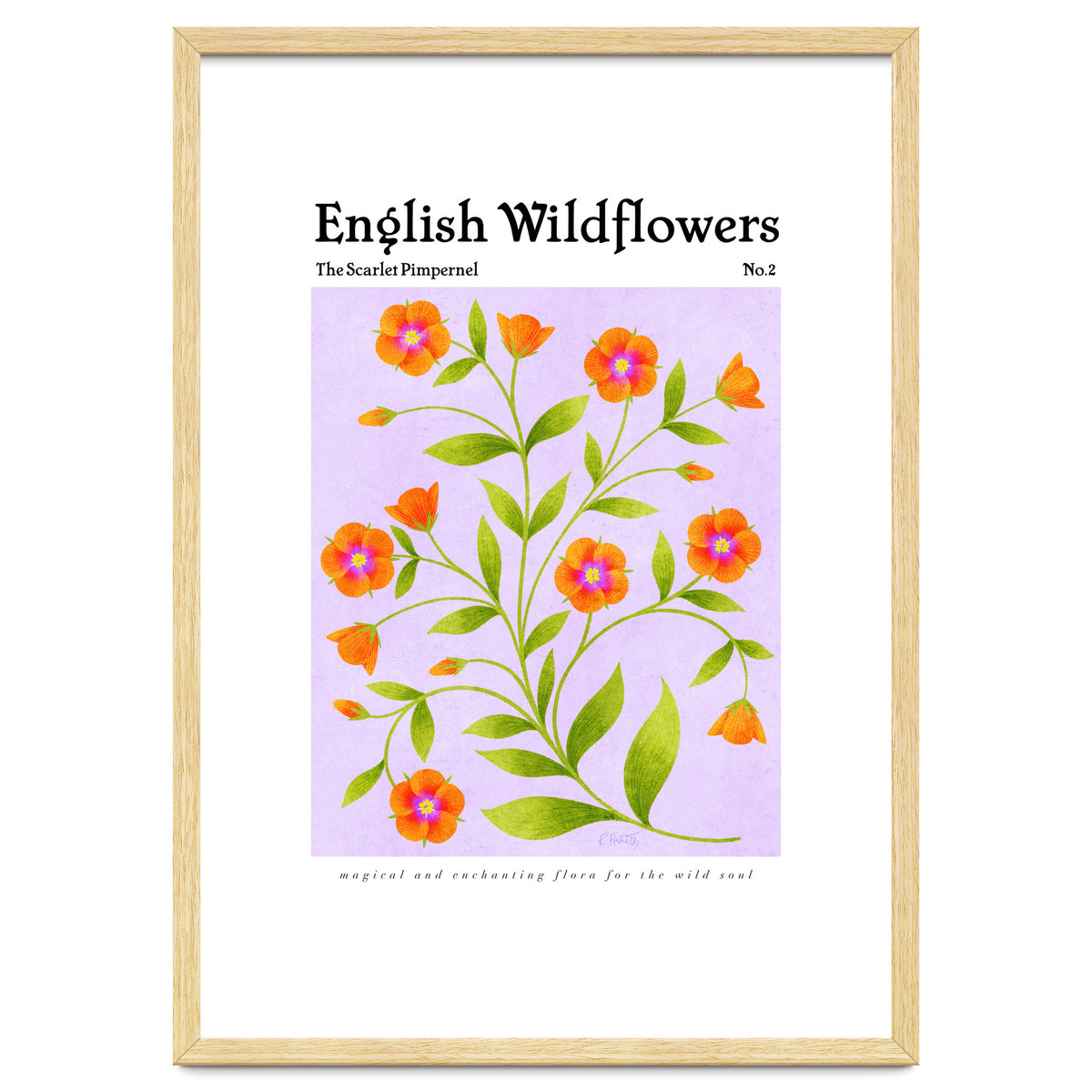 English Wildflowers | Scarlet Pimpernel
