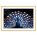 Close Up Peacock Showing Its Beautiful Feathers thumbnail