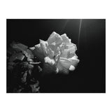 Desire (Print Only) thumbnail