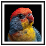 Close Up Colorful Parrot Portrait Vivid Plumage thumbnail