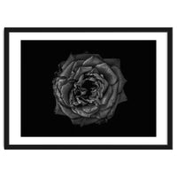 Backyard Flowers In Black And White No 110