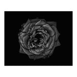 Backyard Flowers In Black And White No 110 (Print Only) thumbnail