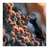 Puffin Bird On Rocks Near Pink Flowers At Sunset (Print Only) thumbnail