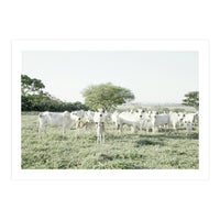 LIVING TOGETHER - WHITE COWS FAMILY (Print Only)