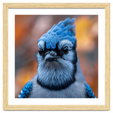 Close Up Blue Jay Bird With Detailed Feathers thumbnail