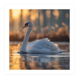 Majestic Swan Gliding On Water At Sunset (Print Only) thumbnail