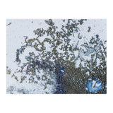 Coral Rising (Print Only) thumbnail