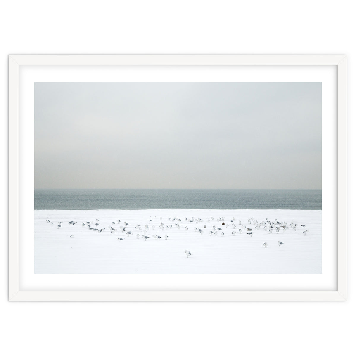 Seagulls in the winter snow beach