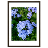 Blue Plambago Flowers thumbnail