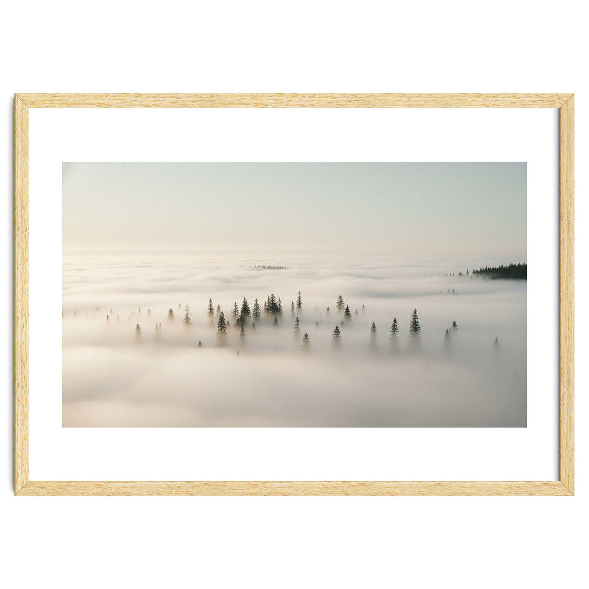Misty Peaks: Pine Forest Above the Clouds