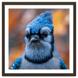 Close Up Blue Jay Bird With Detailed Feathers thumbnail