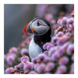 Atlantic Puffin Amidst Pink Heather Flowers (Print Only) thumbnail