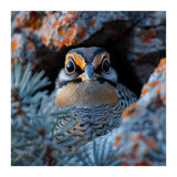 Close Up Falcon Eye Detail In Nest (Print Only) thumbnail