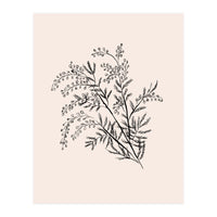 Acacia Botanical illustration (Print Only)