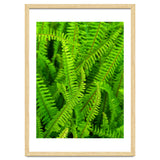 Green Ferns thumbnail