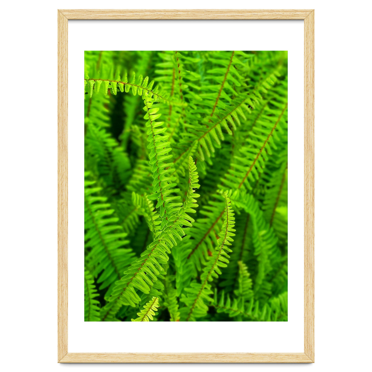 Green Ferns