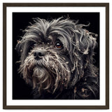 Old Dog 02 thumbnail