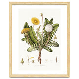 William Curtis – Dandelion (1777–1798) thumbnail
