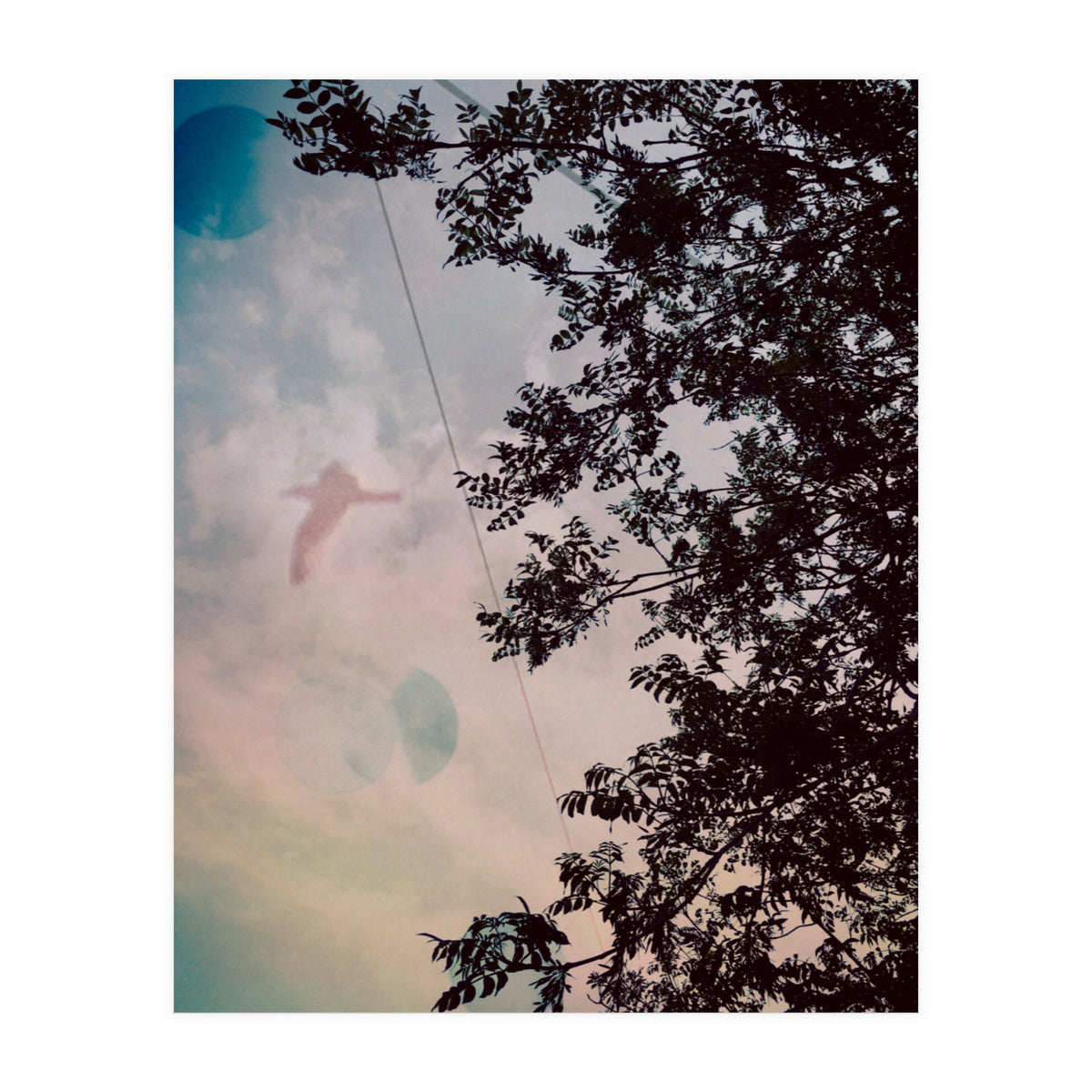This Bird Has Flown (Print Only)