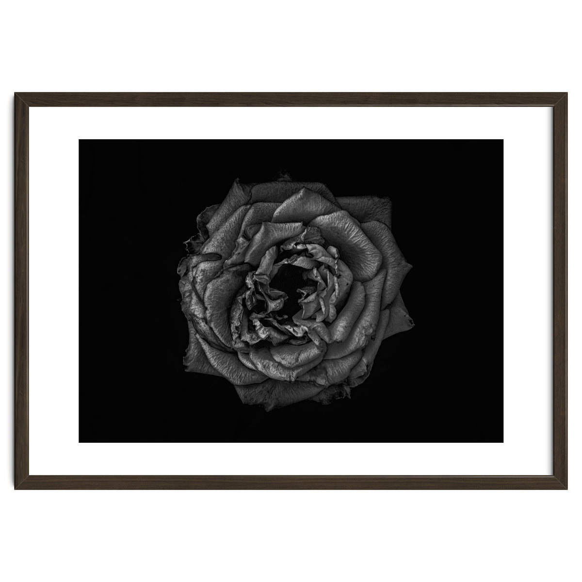 Backyard Flowers In Black And White No 110
