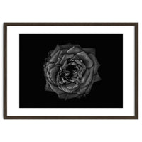 Backyard Flowers In Black And White No 110