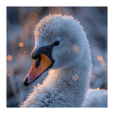 Close Up Frosty Swan Head During Golden Hour (Print Only) thumbnail