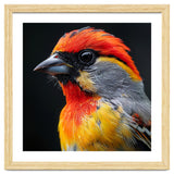 Close Up Of Colorful Bird With Red Orange Yellow Feathers thumbnail