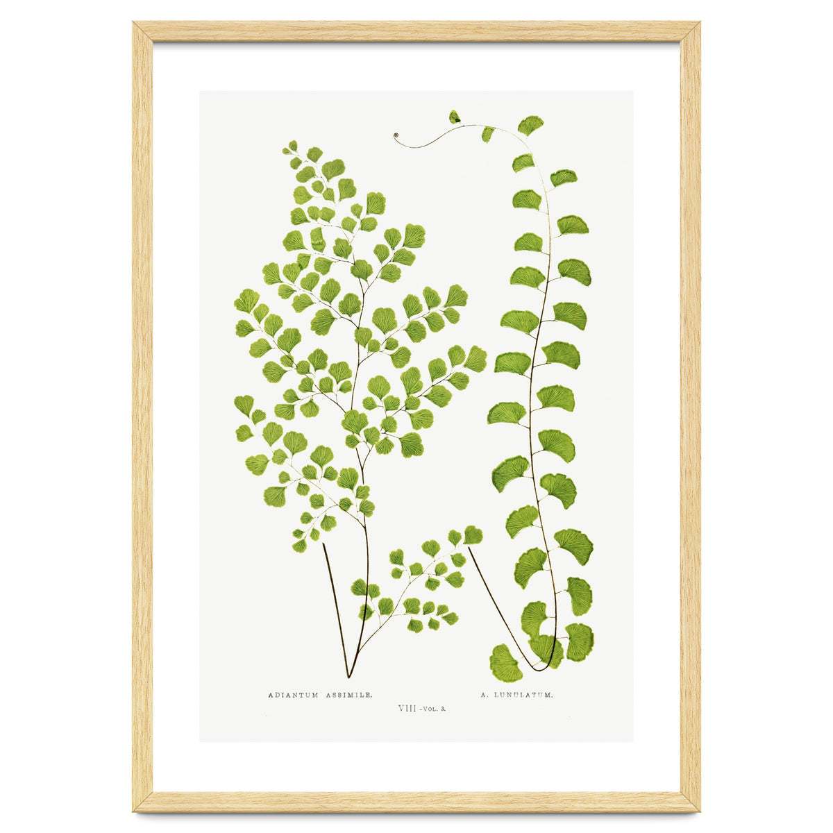 Edward Joseph Lowe – Adiantum Assimile and Adiantum Lunulatum (1856–1860)