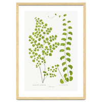 Edward Joseph Lowe – Adiantum Assimile and Adiantum Lunulatum (1856–1860)