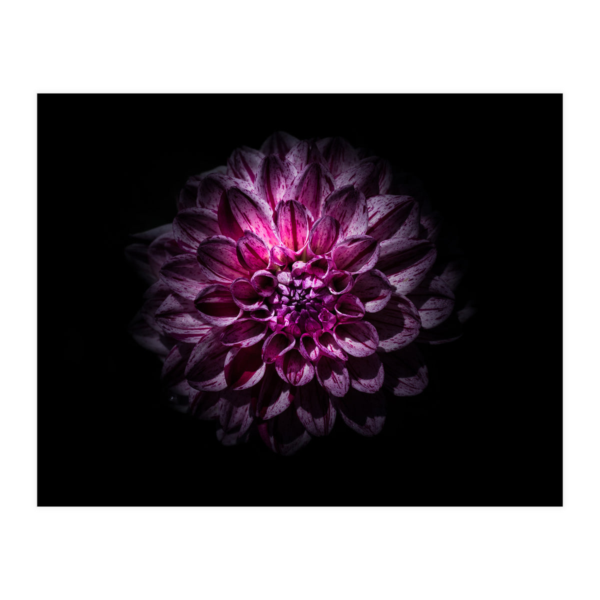 Backyard Flowers No 57 Color Version (Print Only)