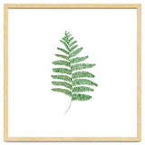 Fern thumbnail