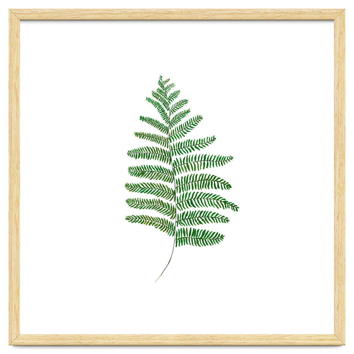 Fern