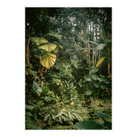 A small jungle in a green house (Print Only)