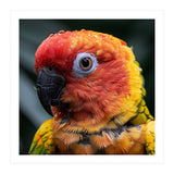 Sun Conure Parrot Bird With Water Droplets (Print Only) thumbnail