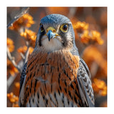 Close Up Of A Kestrel Bird Of Prey (Print Only) thumbnail