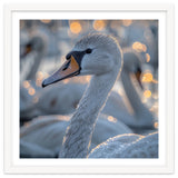 Majestic Swan Close Up With Water Droplets thumbnail